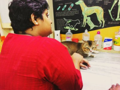 Tale of two kitties