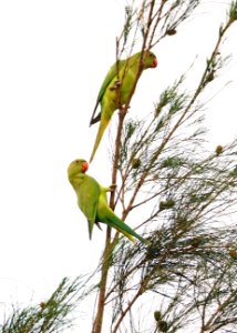 Parakeet (type unsure)