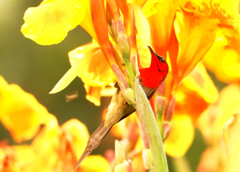 Crimson Sunbird