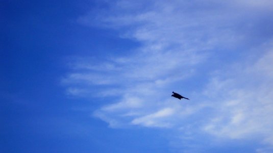 Hawk in the sky photo