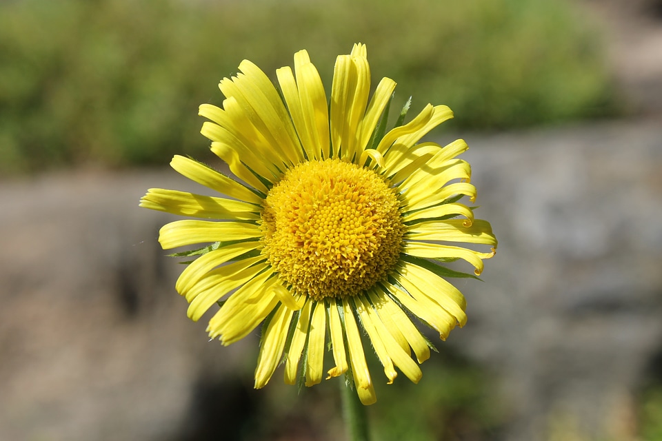Yellow close up flower