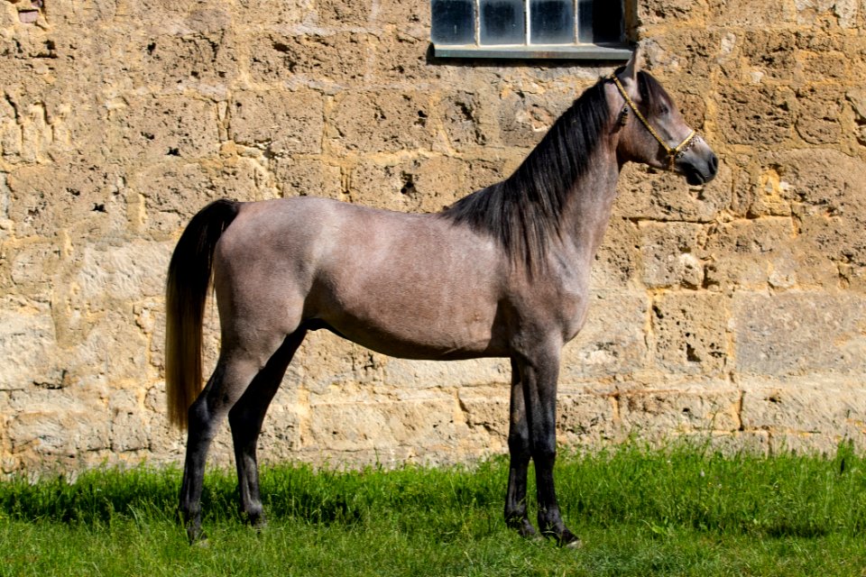 WM  Mashakel OS200195