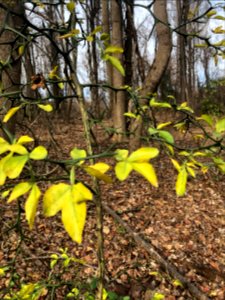 Hardy Orange (Poncirus trifoliata)