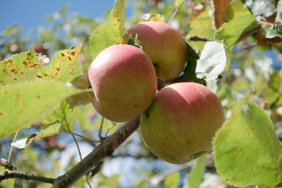 Autumn ripe harvest