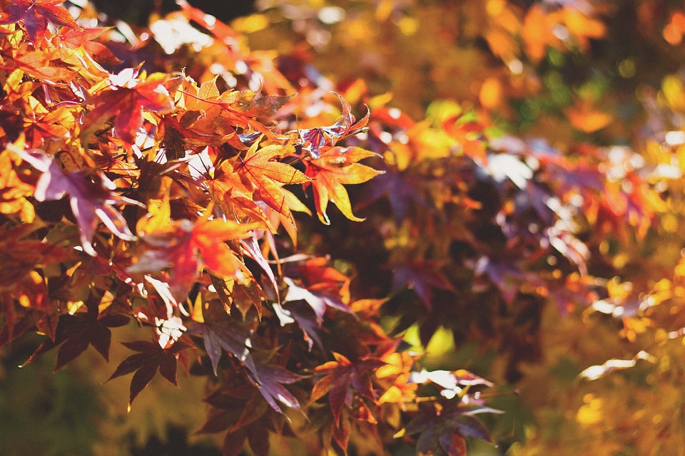 Autumn foliage season photo