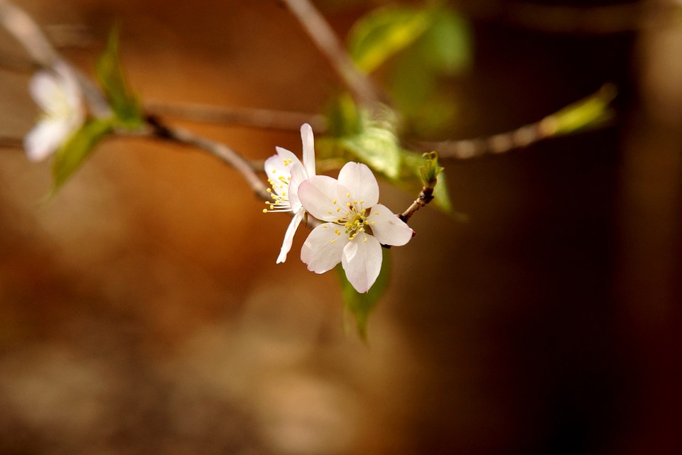Beauty nature spring