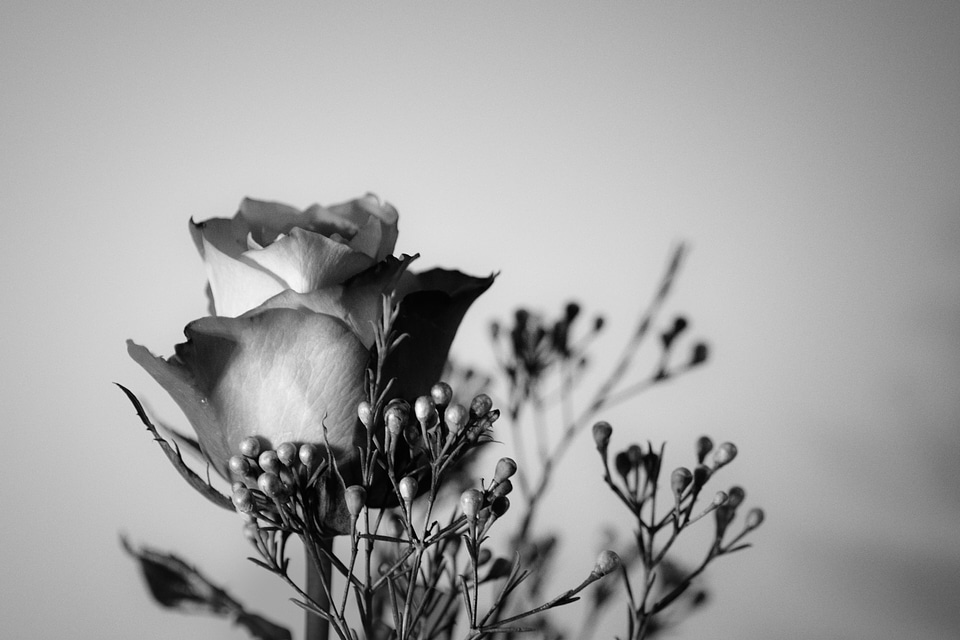 Bloom black and white plant