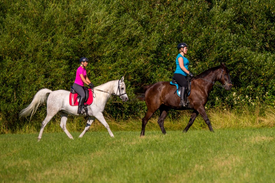 Dsche-Renn 20166309