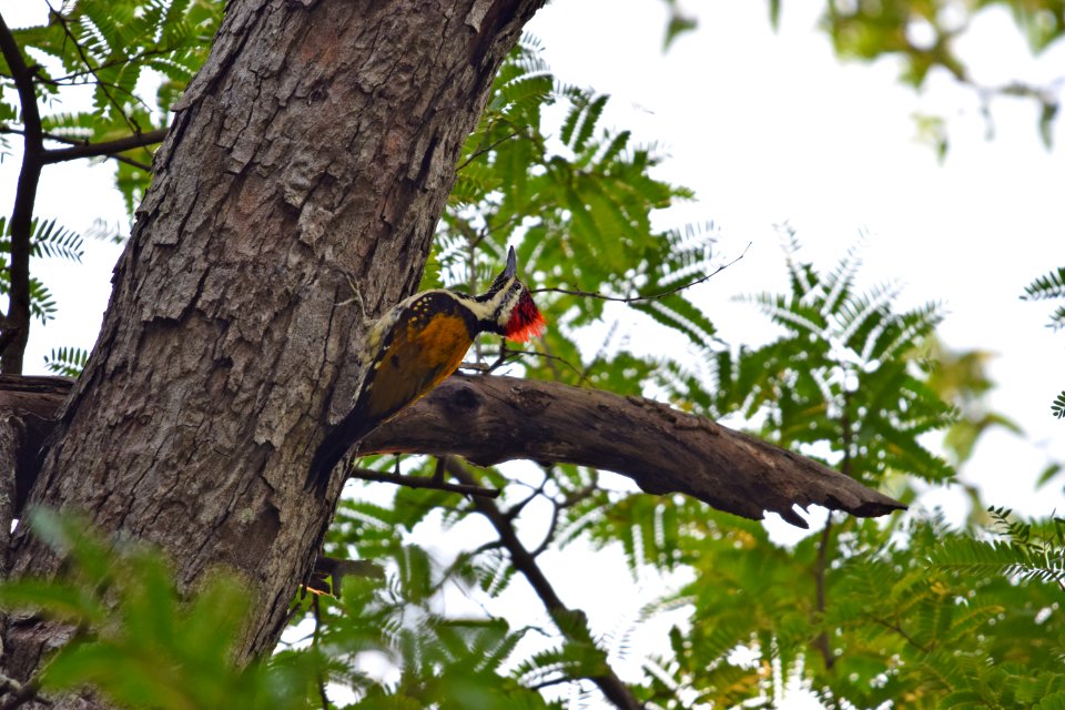 Lesser Goldenback Woodpecker1
