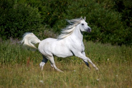 Dschesim 20165099