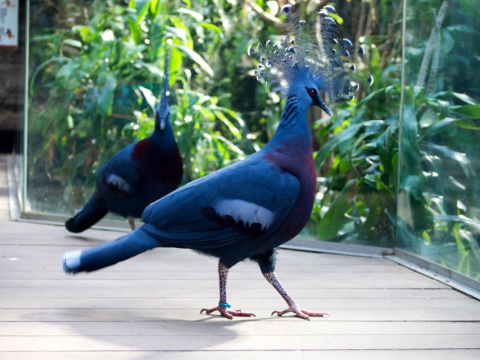 Peacocks [4280067]
