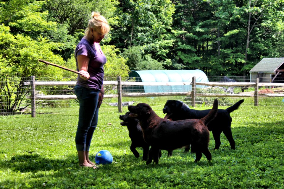 boonfield (8)