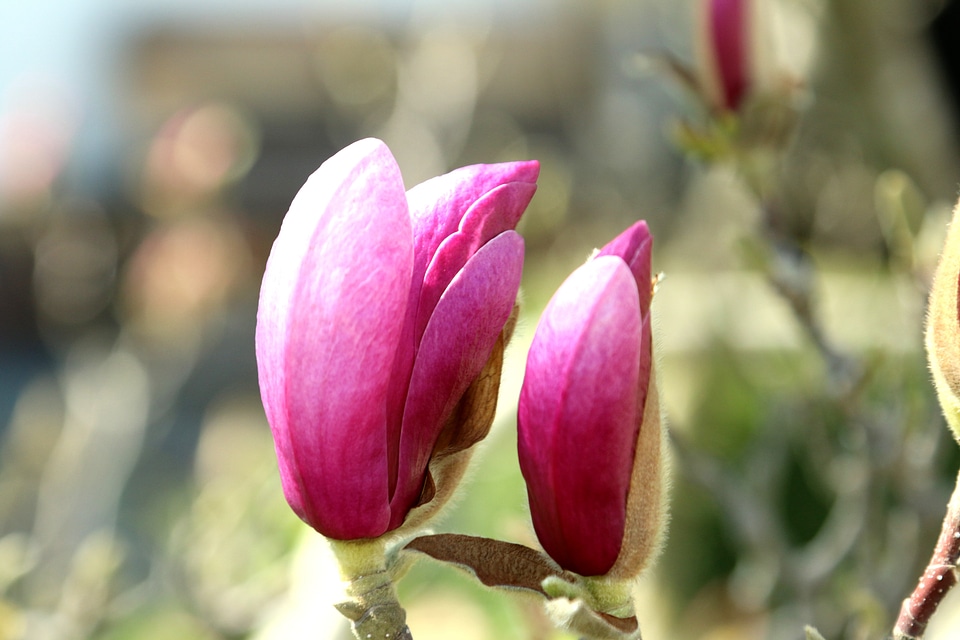 Magnolia spring bloom photo