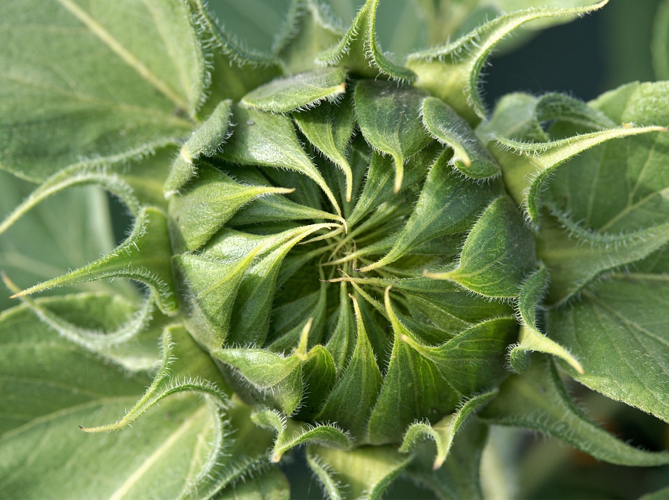 Sepal opening waiting