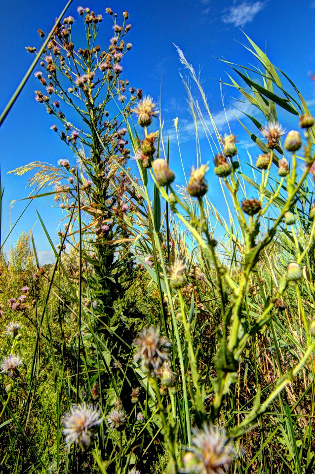 marsh thistle