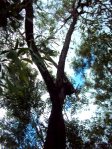Tree trunks intertwined