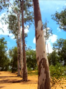 The line of trees