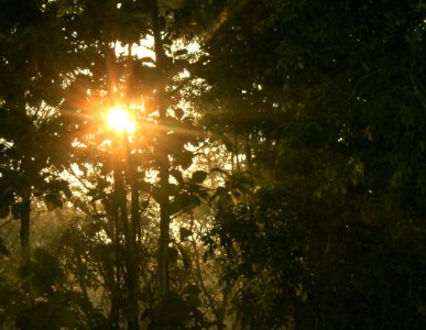 Sun rising through the trees, seen from the watchtower, Chilapata photo