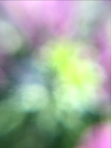 Free texture - Lilac bokeh photo