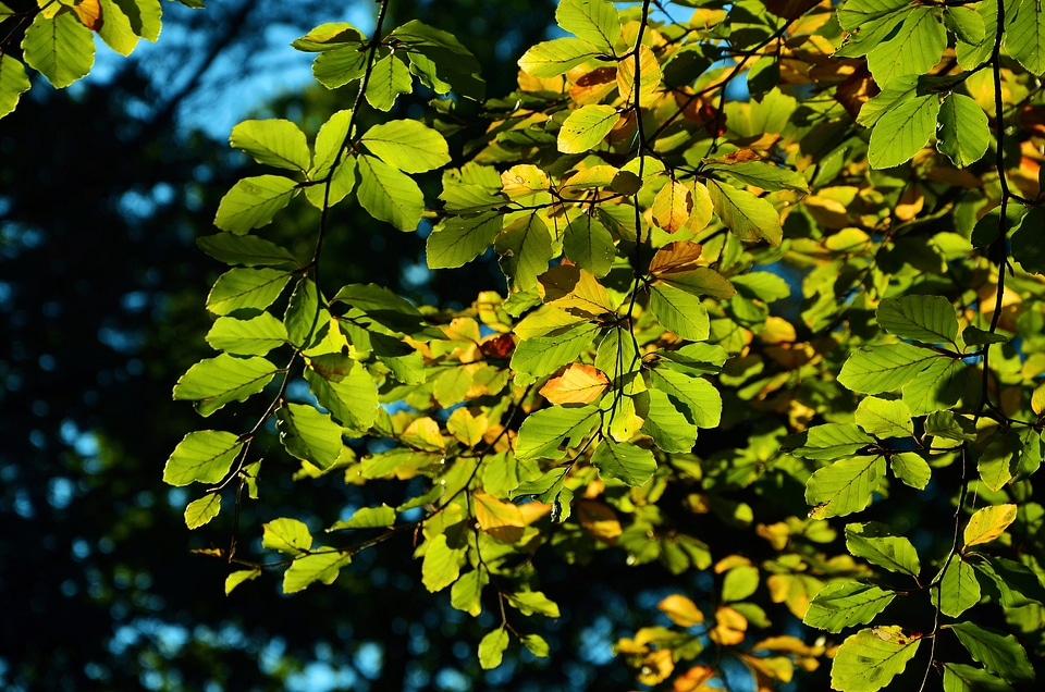 October green colorful