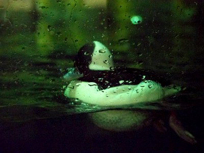 Puffin [4280018]