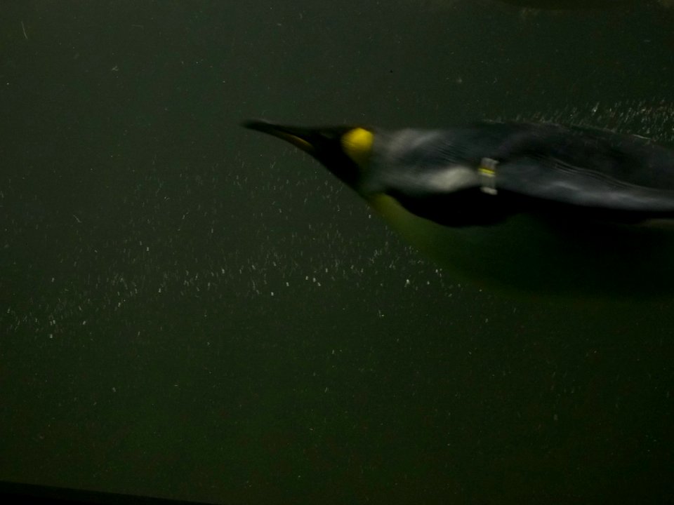 Penguins [4280011]