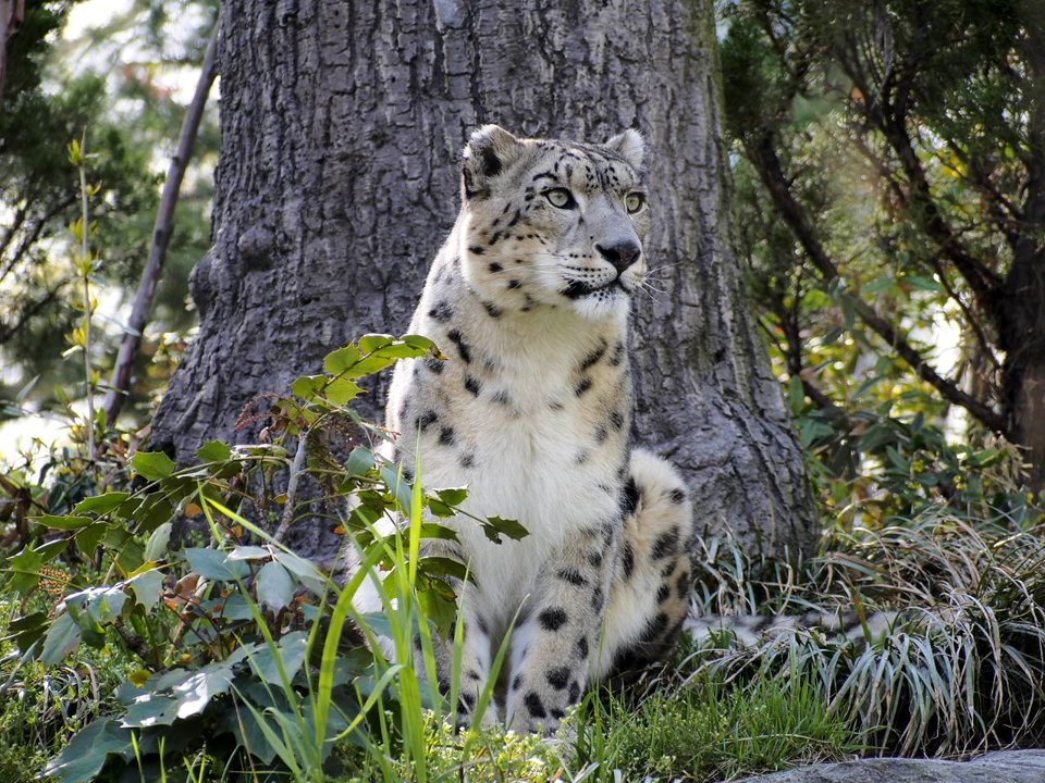 Snow Leopard [4280045]