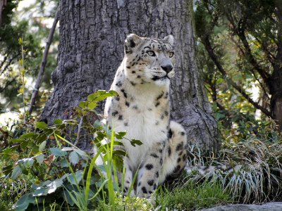 Snow Leopard [4280045] photo