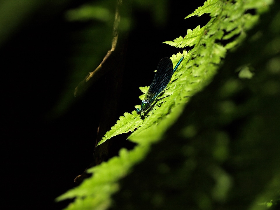 Nature wing animal photo