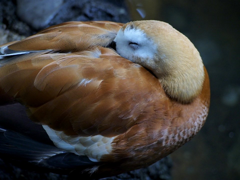 Blinky Duck [4280113]