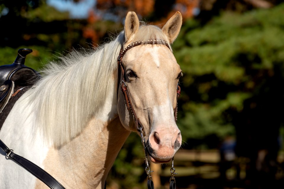 Whitehall Equestrian