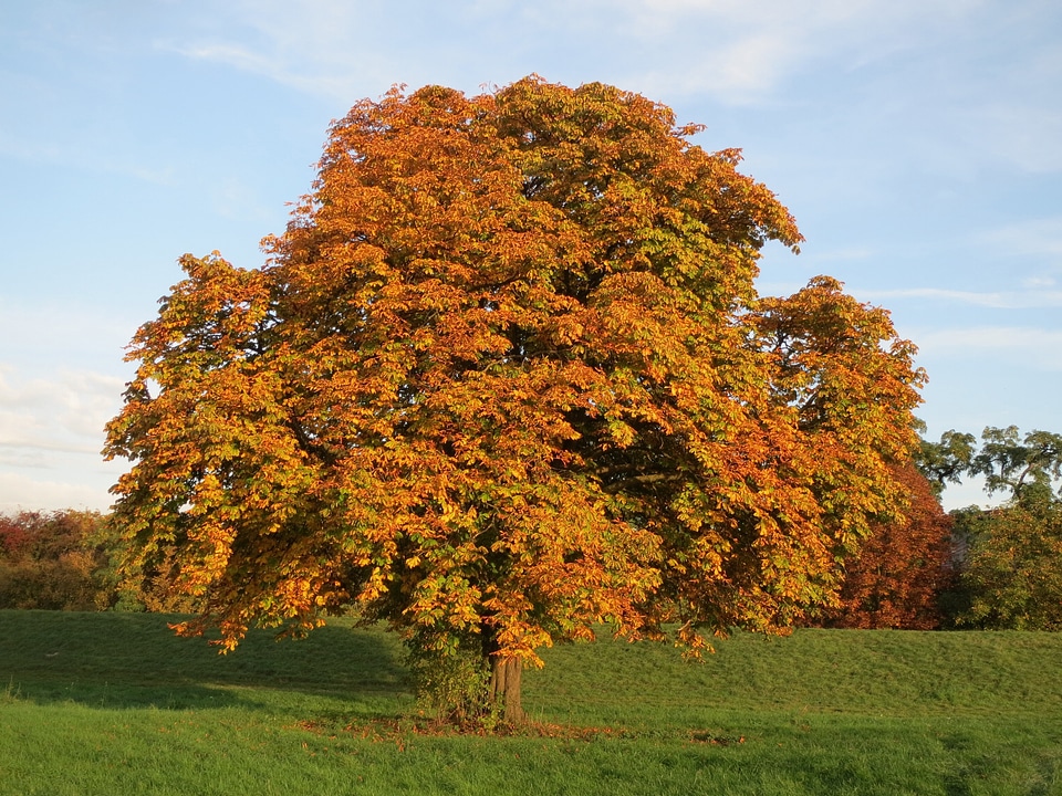 Orange horse chestnut aesculus