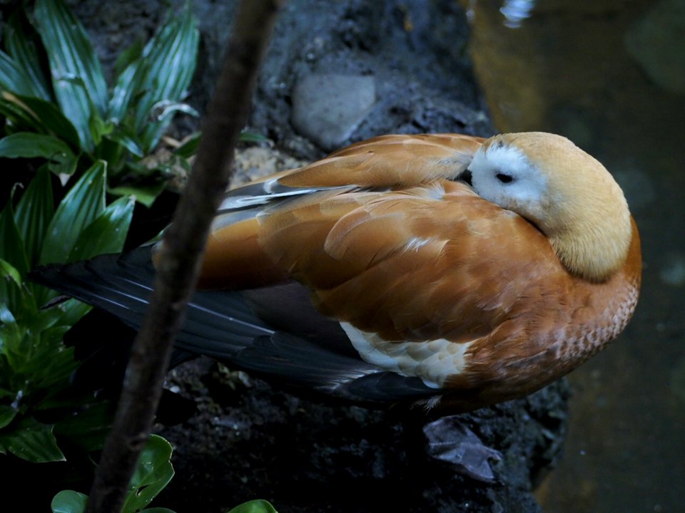 Blinky Duck [4280114]