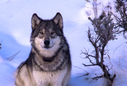 Wolf Jan 8 2016-61-2 - Copy