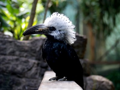 Big Beak Bird [4280084]