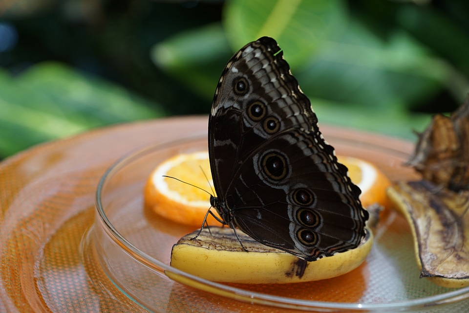 Nature insect wing