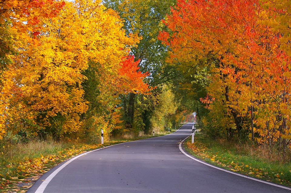 Away road tree lined avenue photo