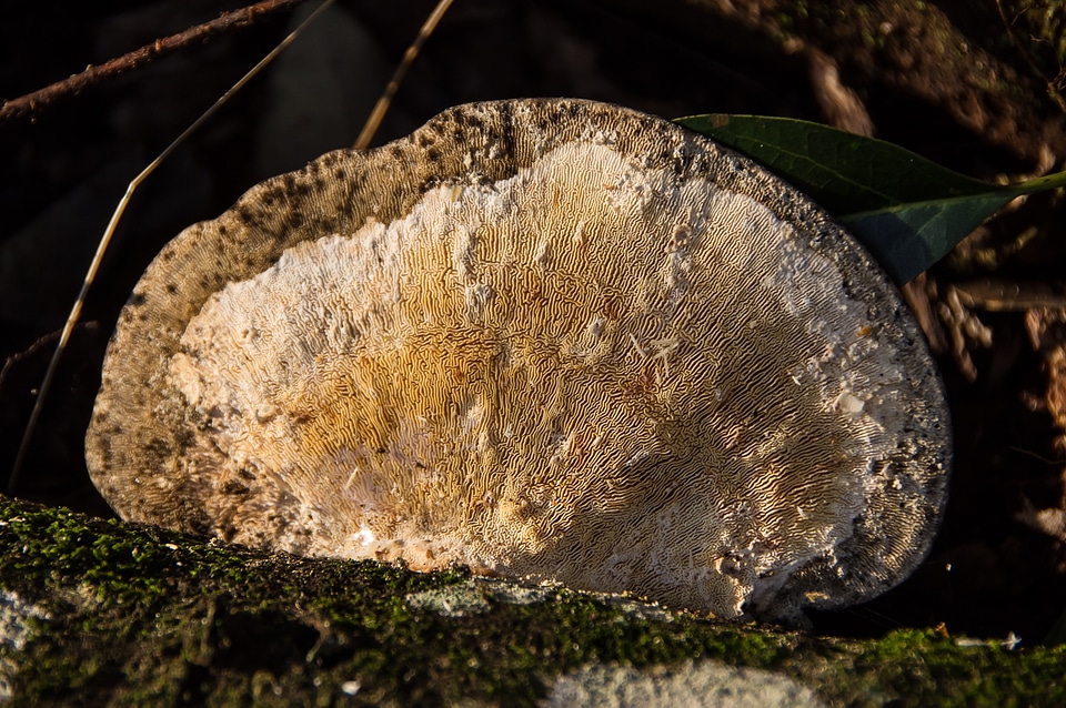 Mushroom bracket texture