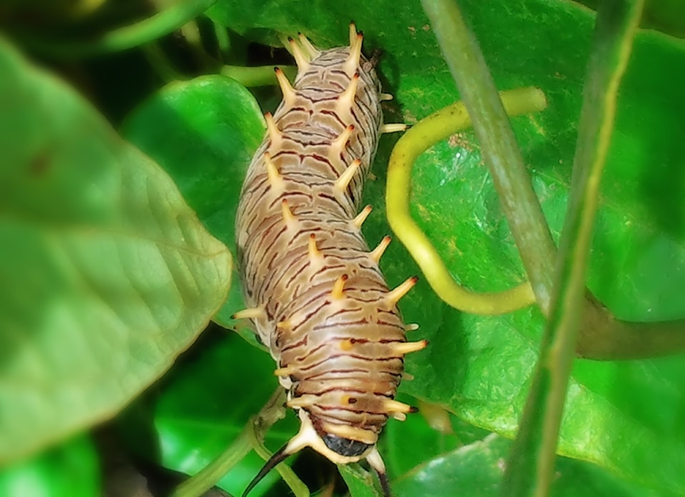 Nature plant detail