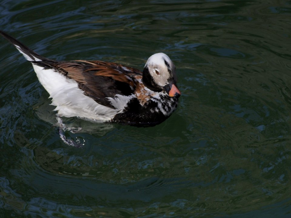 Ducks [4280033]