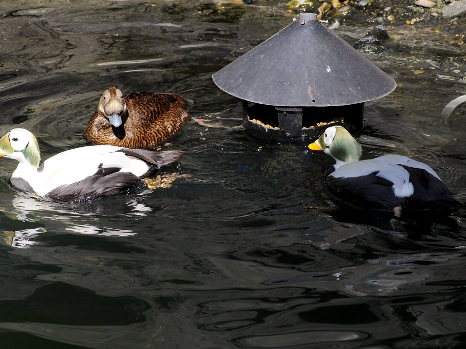Ducks [4280030]