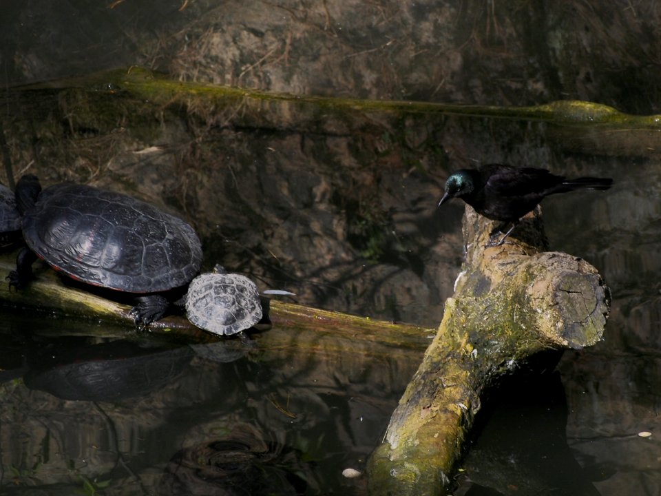 Turtles & Bird [4280062]