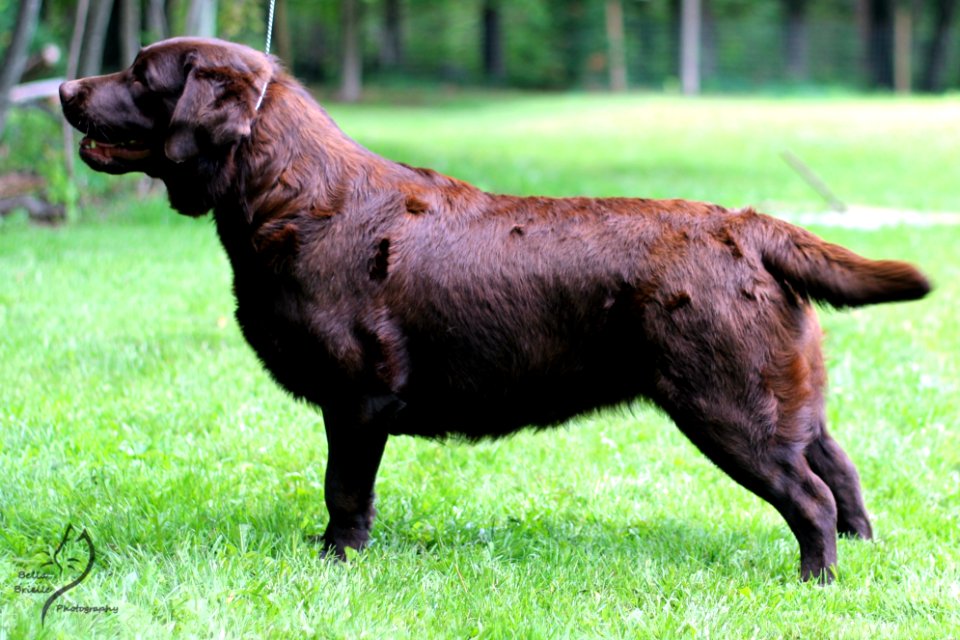 boonfield (17)