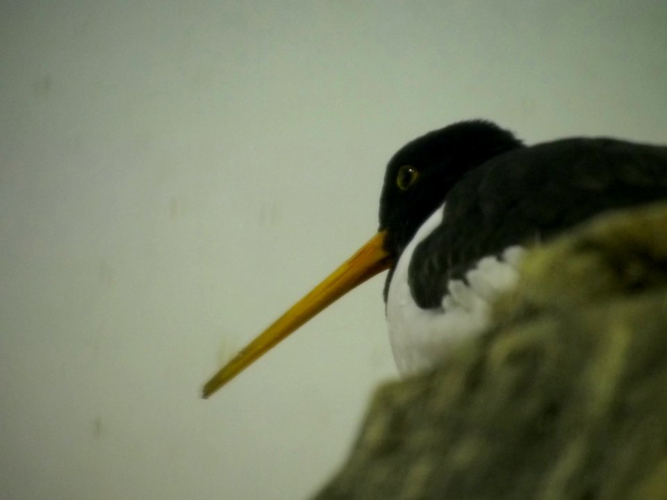 Oystercatcher [4280025]