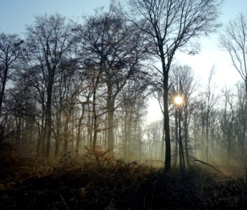 Winterwald bei Castrop-Rauxel