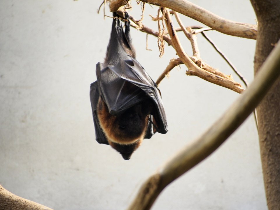 Fruit Bats [4280075]