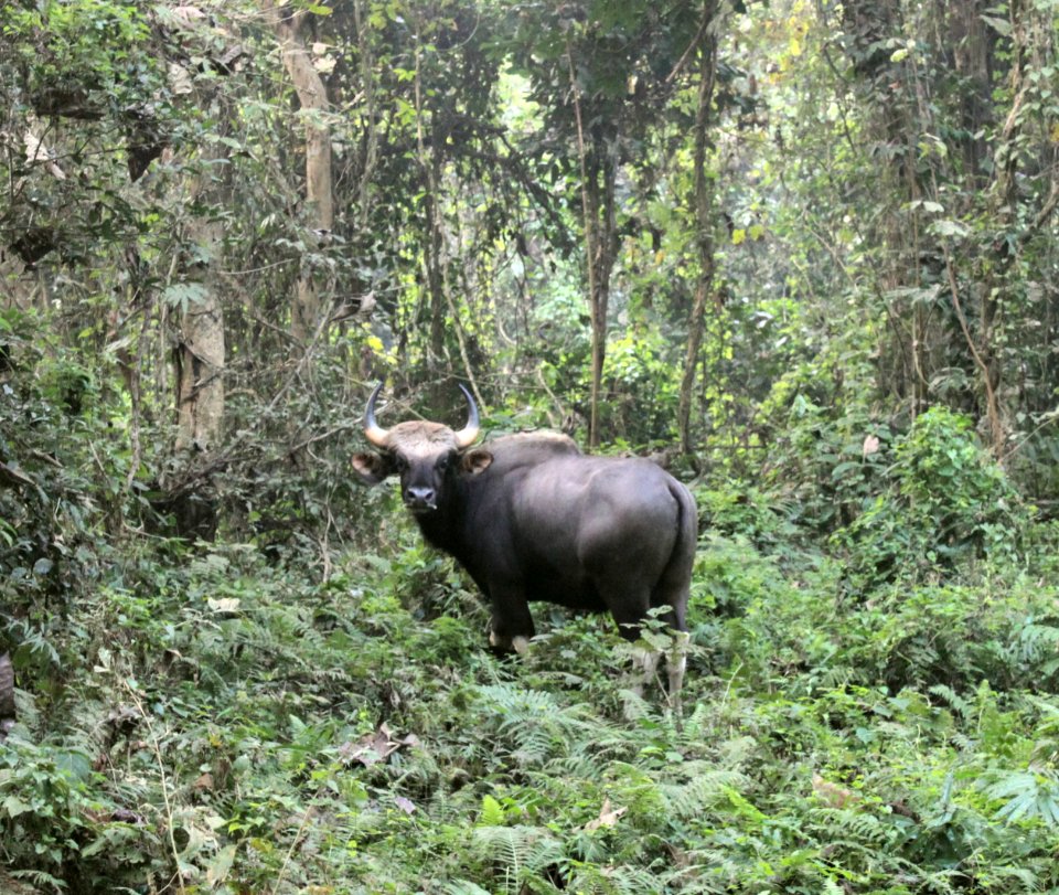 Staring the bull in the eye at Chilapata forest