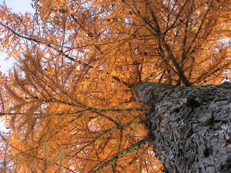 Tribe nature golden autumn