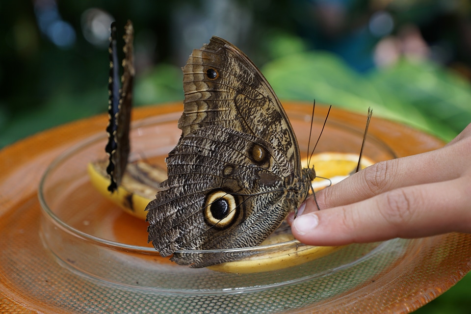 Insect wing hand