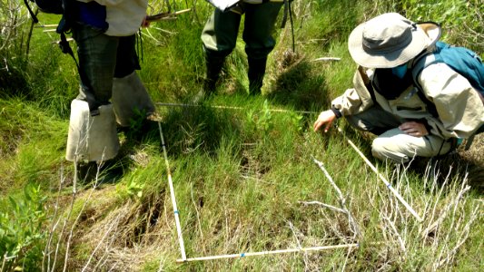 Vegetation Monitoring (NPS Photo)